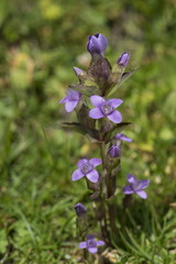 Gentianella campestris / Gentiane des champs / Gentiane champêtre