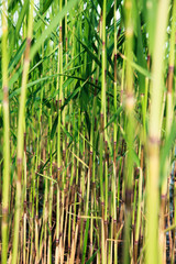Fototapeta na wymiar reeds in the forest lake closeup