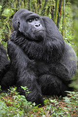 Gorilla gorilla beringei : Gorille de montagne