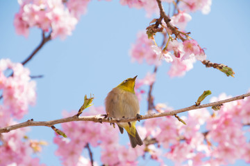 Sakura and Japanese White-eye