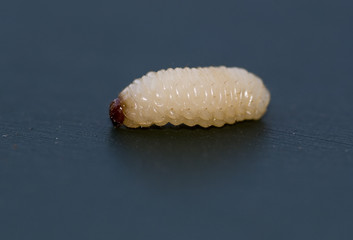 Curculio nucum/ Balanin des noisettes