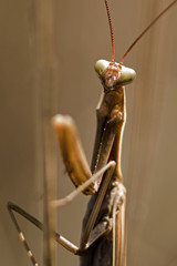 Mantis religiosa / Mante religieuse
