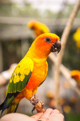 Parrot (sun conure) standing on human hand in Night Safari.