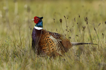 Phasianus colchicus / Faisan de Colchide / Faisan de chasse