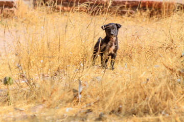 Puppy in the wild