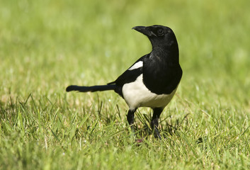 Pica pica / Pie bavarde