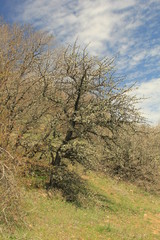 Obraz premium Dimerdji mountain