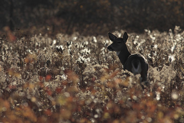 Odocoileus virginianus / Cerf de Virginie