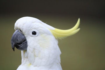 Cacatua galerita / Cacatoès à huppe jaune