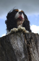 Chien / race Cavalier King Charles