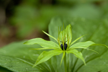 Paris quadrifolia / Parisette à quatre feuilles