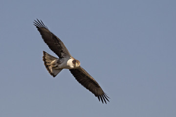 Aquila fasciata  / Aigle de Bonelli