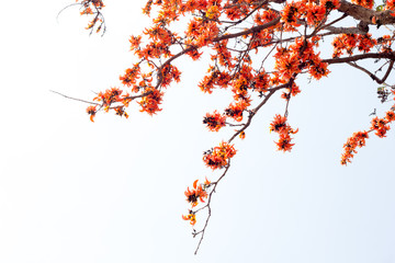 Bastard teak tree, Kino tree isolated white background