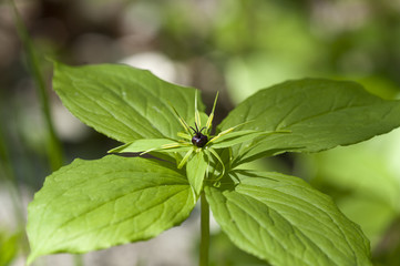 Paris quadrifolia / Parisette à quatre feuilles