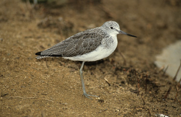 Tringa nebularia / Chevalier aboyeur