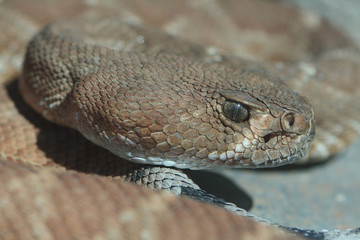 Crotalus Exsul / Crotalus ruber / Crotale diamantin rouge