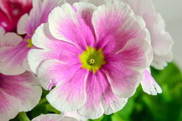 Primula obconica touch me, pink with white flowers, green leaves