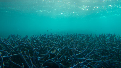 Fototapeta na wymiar Forest of blue coral covering ocean floor