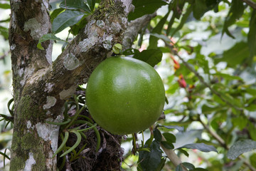 Crescentia cujete / Calebassier / Calebasse
