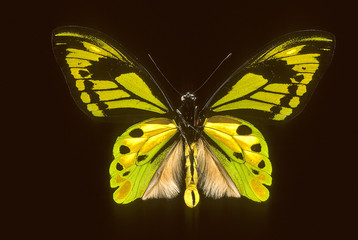 Ornithoptera tithonus