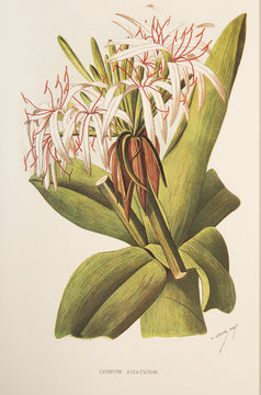 Crinum asiaticum