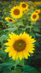 Obraz premium Sunflower in garden
