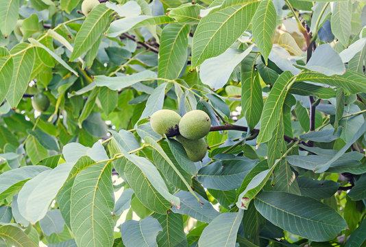 Walnut tree close up with green fruits, Juglans regia tree