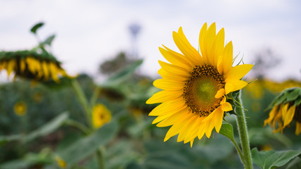 Sunflower in garden