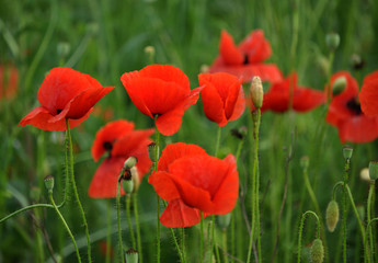 Poppy field with red flowers and a box of fruit on blurred background