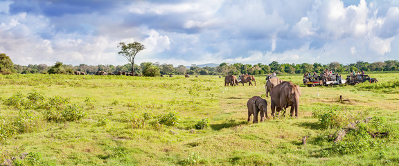 Panorama with elephants and jeeps safari © agephotography