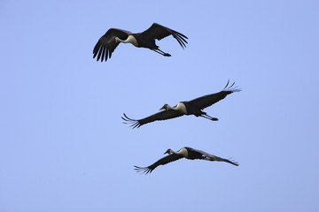 Grus carunculatus / Grue caronculee