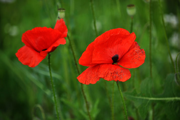 Poppy field with red flowers and a box of fruit on blurred background