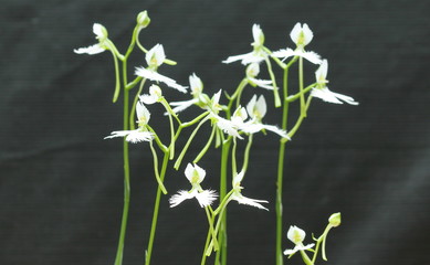 さぎ草