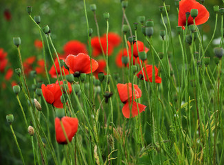 Poppy field with red flower petals