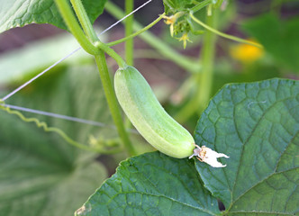 Cucumbers in a basket after harvest