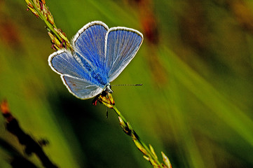 Polyommatus icarus / Argus bleu