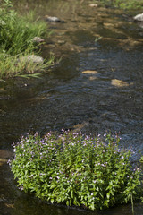 Epilobium alsinifolium / Epilobe à feuilles d'alsine