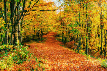 autumn alley. Beauty world Carpathians Ukraine Europe
