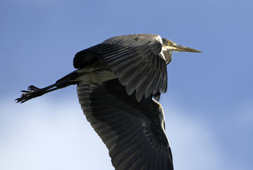 Ardea cinerea / Héron cendré