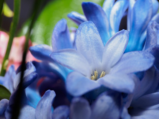 Blue flower