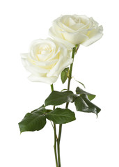 Naklejka premium Dwie białe róże na białym tle