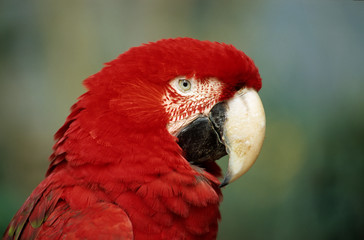 Ara macao / Ara macao