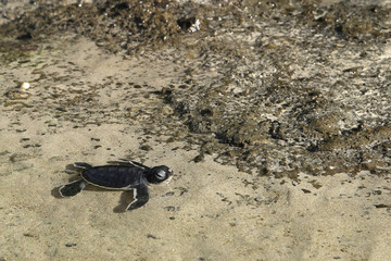 Chelonia mydas / Tortue verte / Tortue de mer