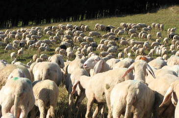 flock with many sheep with long white fleece