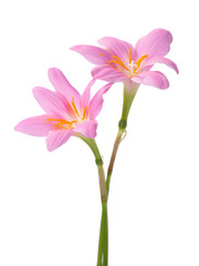 Naklejka na ściany i meble Two pink lilies isolated on a white background. Rosy Rain lily