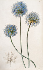 Illustration botanique / Allium caeruleum / Ail bleu