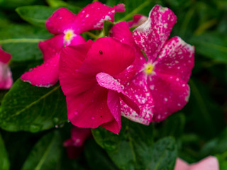 Obraz premium Colorful Pink and white flower on plants. clous-up shot. Frangip