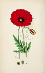 Illustration botanique / Papaver rhoeas / Coquelicot