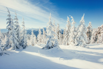 Fototapeta na wymiar Fantastic winter landscape in the mountains of Ukraine