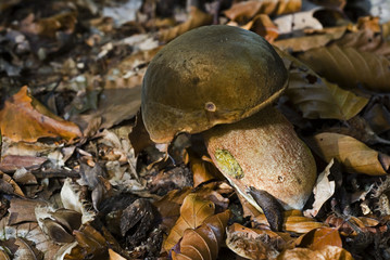 Boletus luridus / Bolet blafard